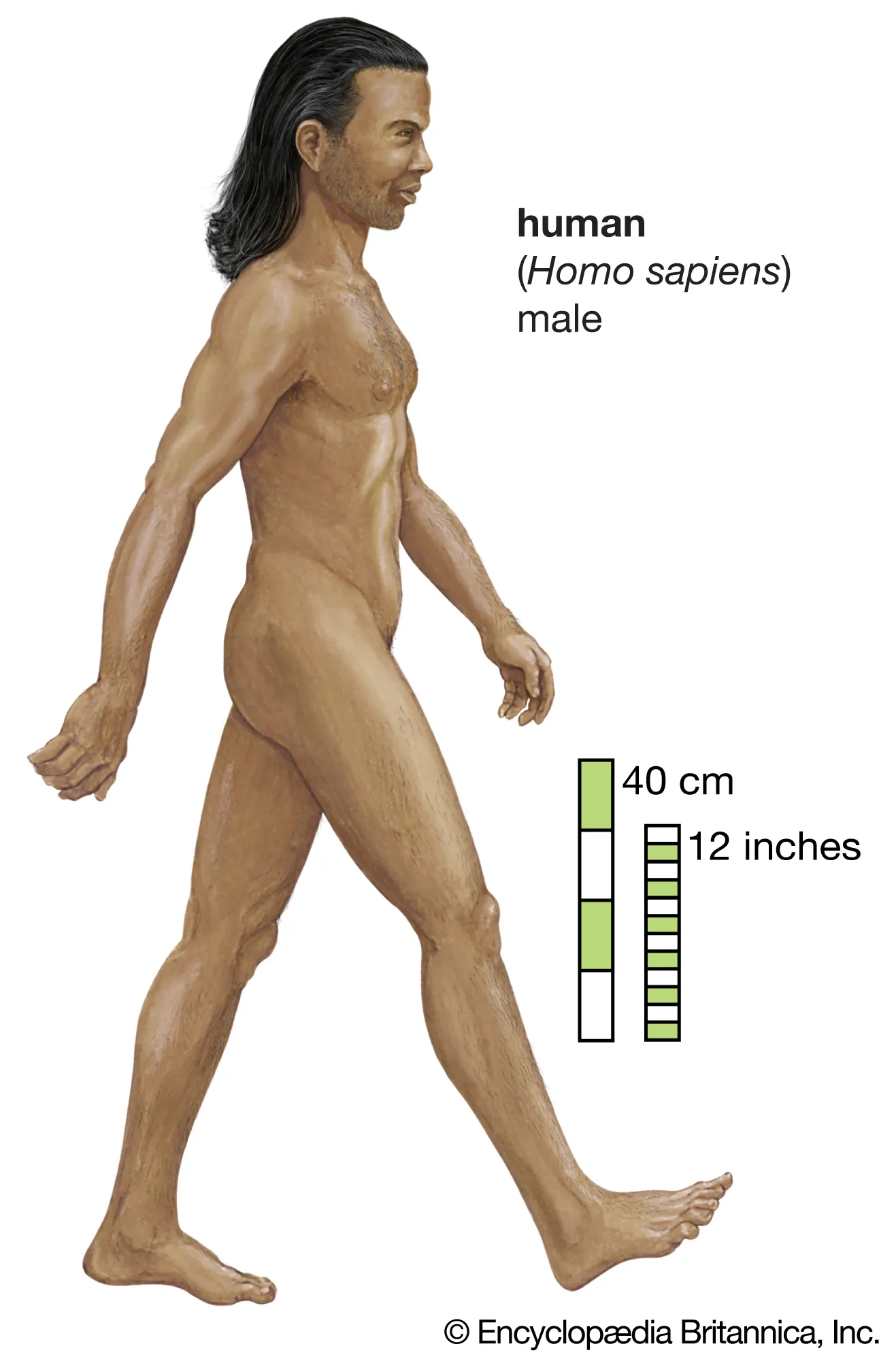Ljudska bića (Homo sapiens)