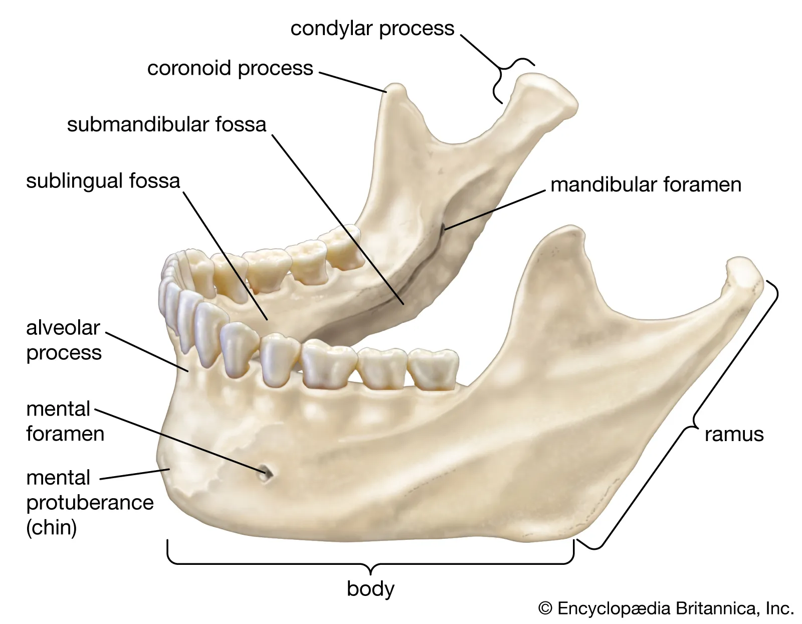 Ljudska mandibula (donja vilica)