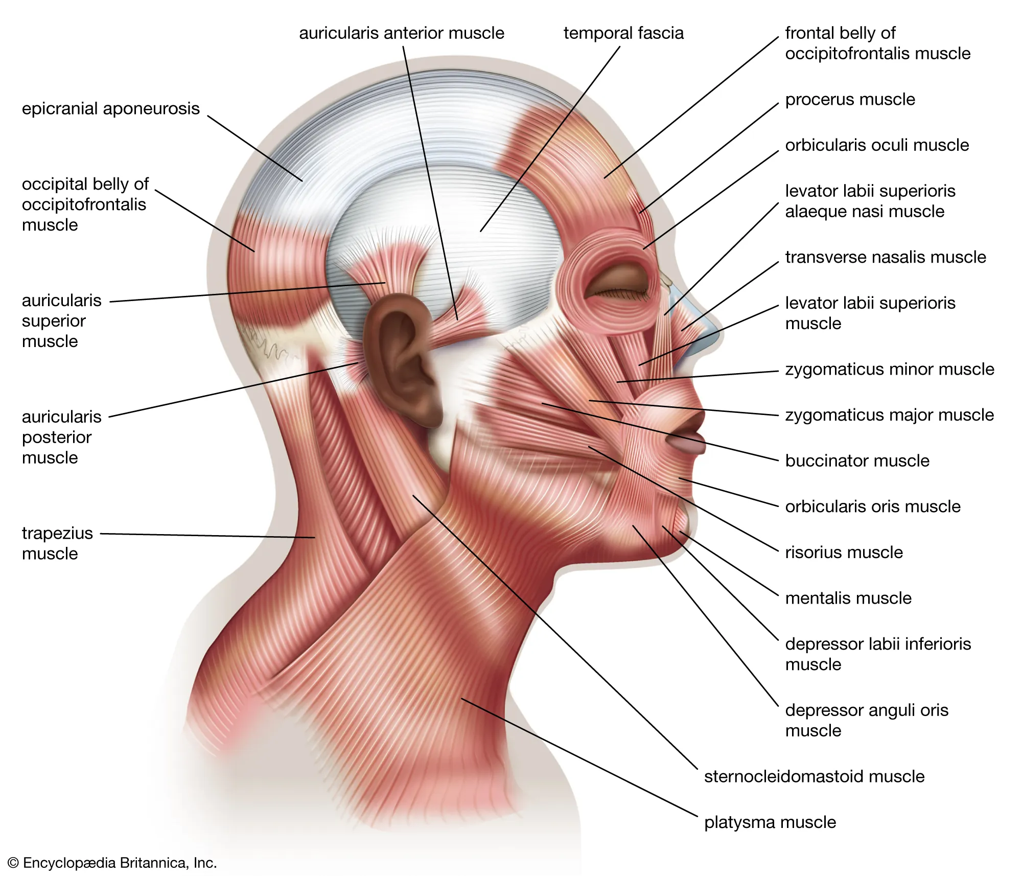 Mišići izraza lica
